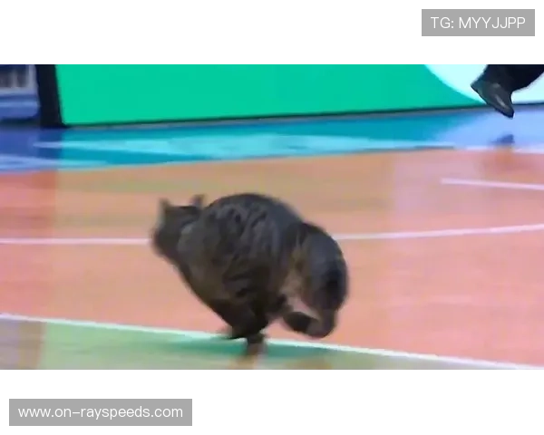 广东对阵四川比赛间歇,猫咪闯入球场引发趣闻 广东对阵四川比赛间歇,猫咪闯入球场引发趣闻